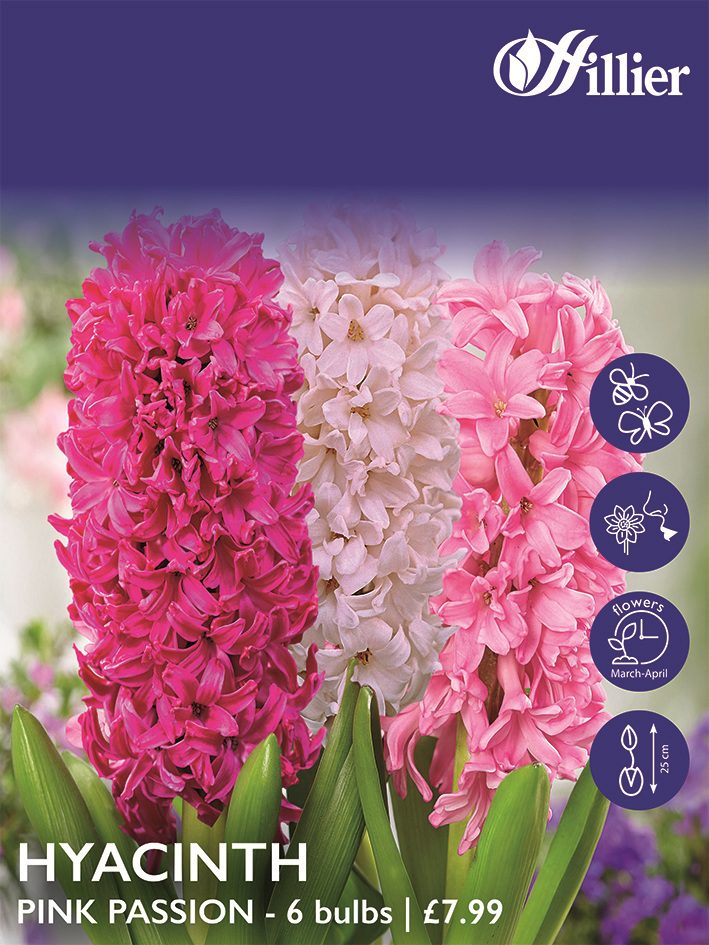 8718641998106 1 Hyacinth Pink Passion.jpg